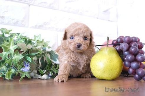 成約済の滋賀県のトイプードル-240761の1枚目