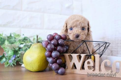 成約済の滋賀県のトイプードル-240761の4枚目