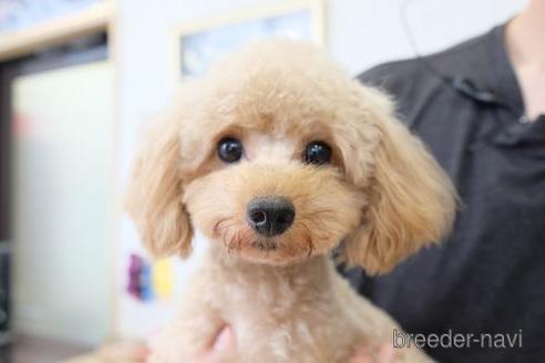 成約済の滋賀県のトイプードル-240761の2枚目