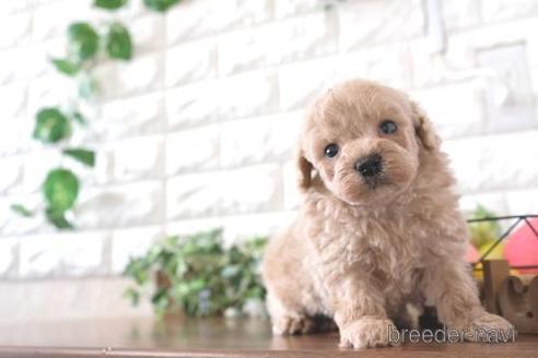 成約済の滋賀県のトイプードル-238153の2枚目