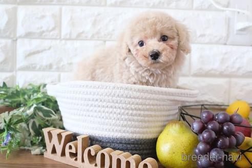 成約済の滋賀県のトイプードル-238154の6枚目