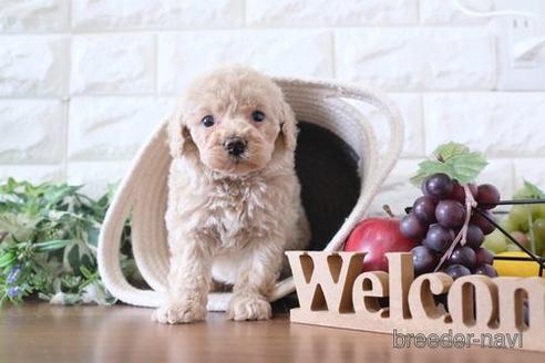 成約済の滋賀県のトイプードル-238154の3枚目