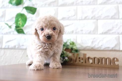 成約済の滋賀県のトイプードル-238154の2枚目