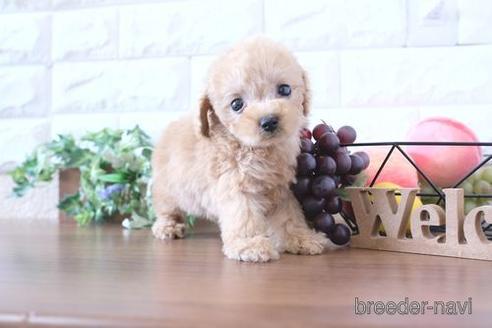 成約済の滋賀県のトイプードル-238156