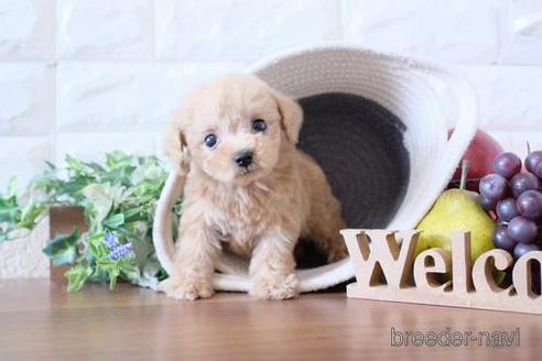 成約済の滋賀県のトイプードル-238156の6枚目