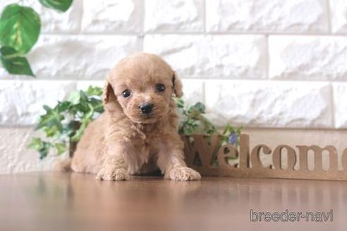 成約済の滋賀県のトイプードル-238156の2枚目