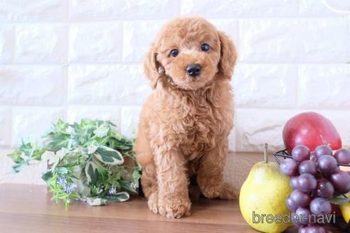 成約済の滋賀県のトイプードル-238158