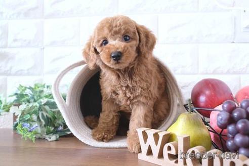 成約済の滋賀県のトイプードル-238158の6枚目