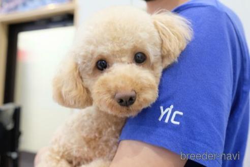 成約済の滋賀県のトイプードル-238158の4枚目