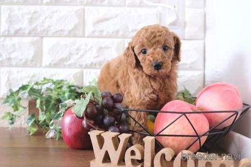 成約済の滋賀県のトイプードル-238158の3枚目