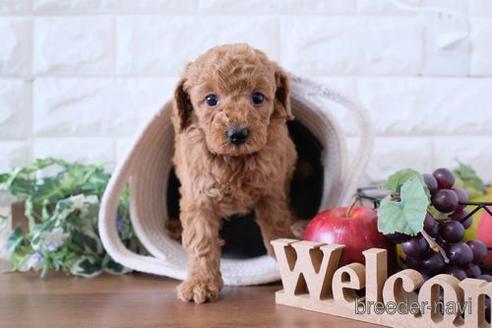 成約済の滋賀県のトイプードル-238158の2枚目