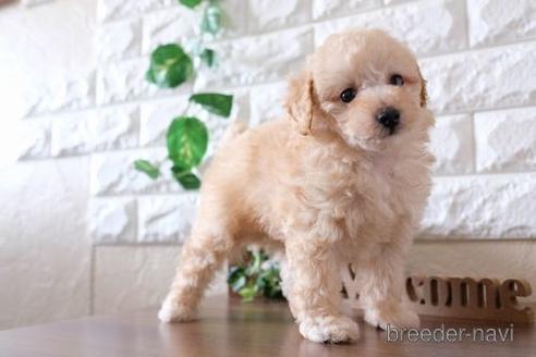 成約済の滋賀県のトイプードル-238296の6枚目