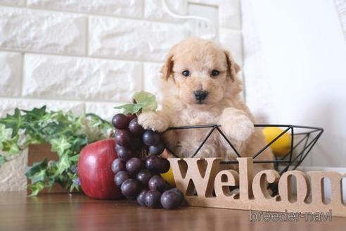 成約済の滋賀県のトイプードル-238296の3枚目