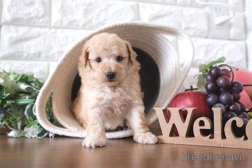 成約済の滋賀県のトイプードル-238296の2枚目