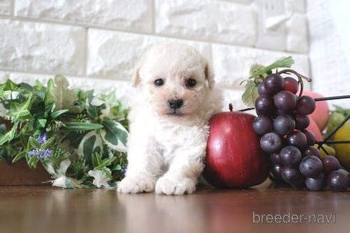 成約済の滋賀県のトイプードル-238299の3枚目