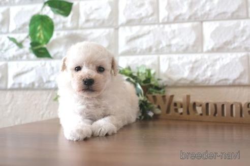 成約済の滋賀県のトイプードル-238299の2枚目