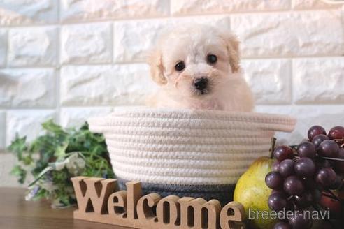 成約済の滋賀県のトイプードル-238300の1枚目