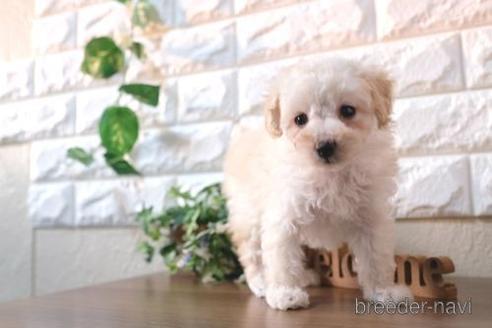 成約済の滋賀県のトイプードル-238300の6枚目