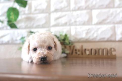 成約済の滋賀県のトイプードル-238300の3枚目