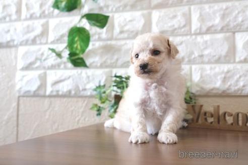 成約済の滋賀県のトイプードル-238300の2枚目