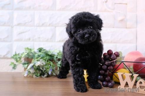 成約済の滋賀県のトイプードル-238307の1枚目