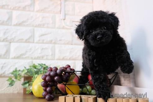成約済の滋賀県のトイプードル-238307の6枚目