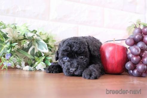 成約済の滋賀県のトイプードル-238307の3枚目