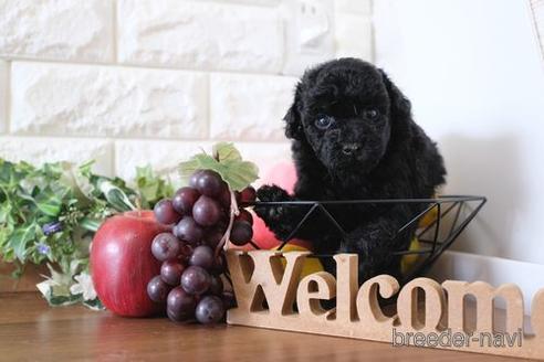 成約済の滋賀県のトイプードル-238307の2枚目