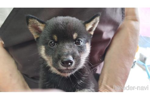 成約済の愛知県の豆柴-231834の1枚目