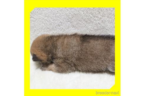 成約済の岡山県の柴犬-239249の11枚目