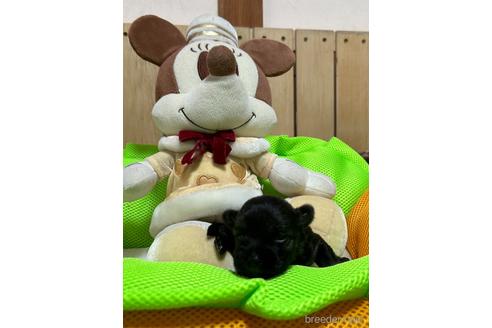 成約済の福岡県のミックス犬-238502の8枚目