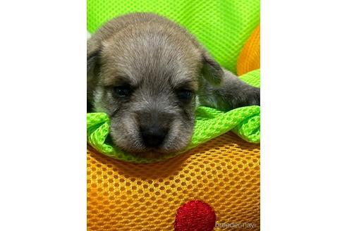 販売中の福岡県のミックス犬-240916
