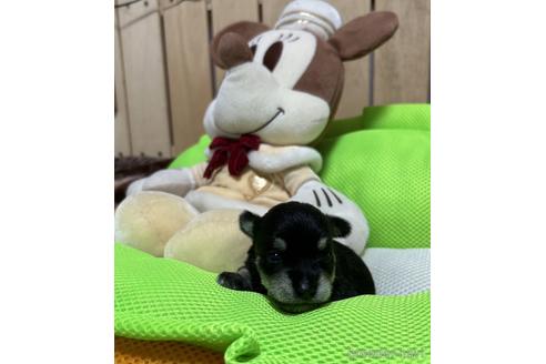 販売中の福岡県のミックス犬-240921の7枚目