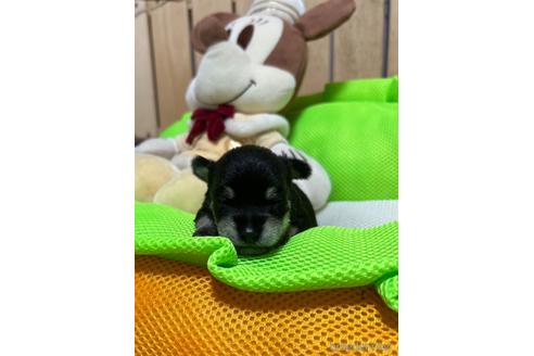 販売中の福岡県のミックス犬-240921の6枚目