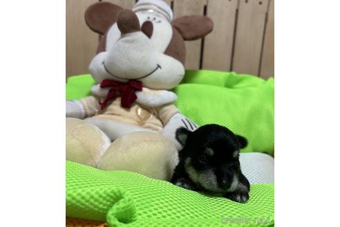 販売中の福岡県のミックス犬-240921の5枚目
