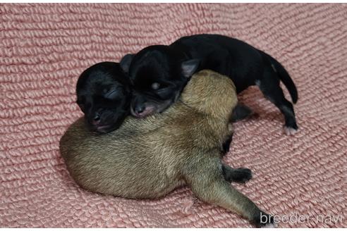 販売中の福岡県のミックス犬-240921の4枚目