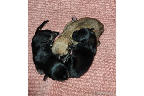 販売中の福岡県のミックス犬-240921の3枚目
