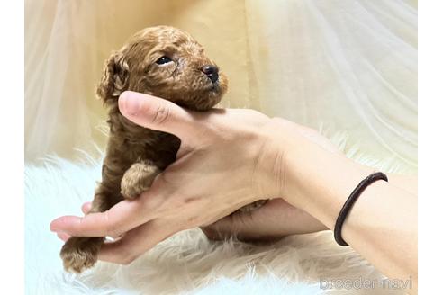 成約済の広島県のトイプードル-240929の27枚目