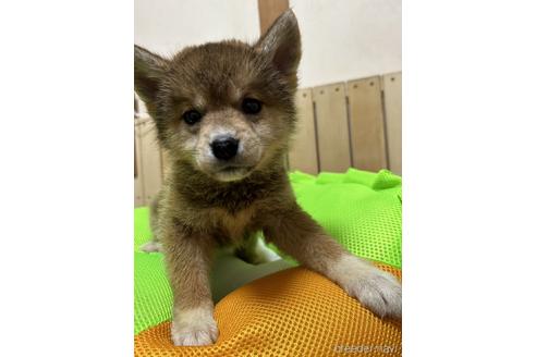 成約済の福岡県のミックス犬-238264の1枚目