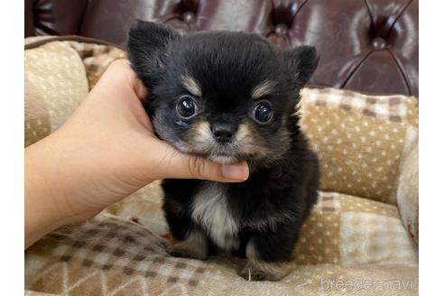 成約済の香川県のチワワ(ロングコート)-235947の1枚目