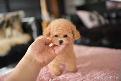 成約済の茨城県のティーカッププードル-241023の1枚目