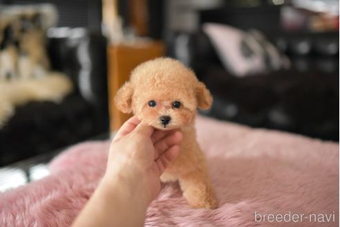 成約済の茨城県のティーカッププードル-241023の6枚目