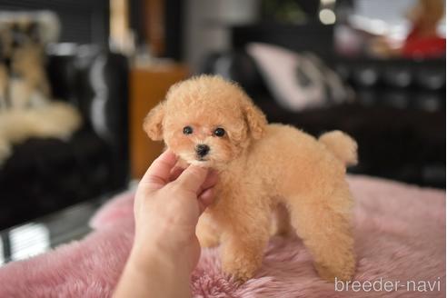 成約済の茨城県のティーカッププードル-241023の5枚目