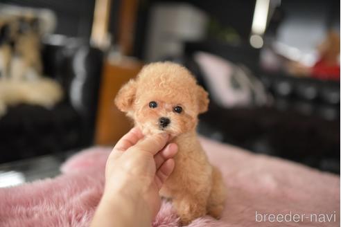 成約済の茨城県のティーカッププードル-241023の4枚目