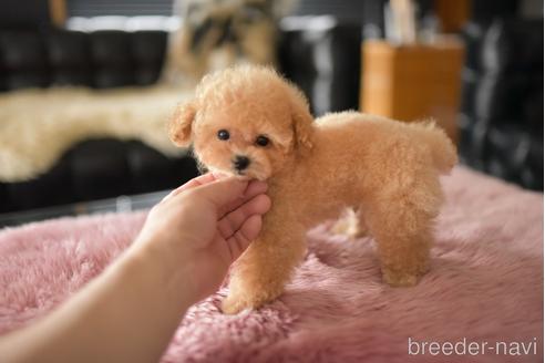 成約済の茨城県のティーカッププードル-241023の3枚目