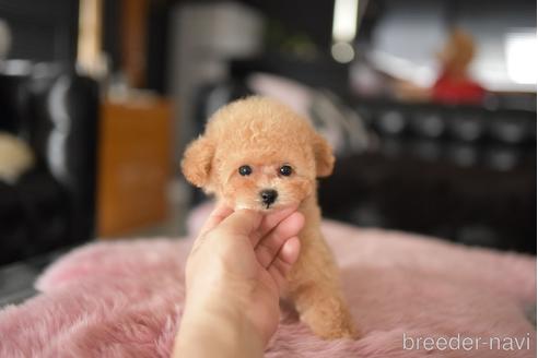 成約済の茨城県のティーカッププードル-241023の2枚目