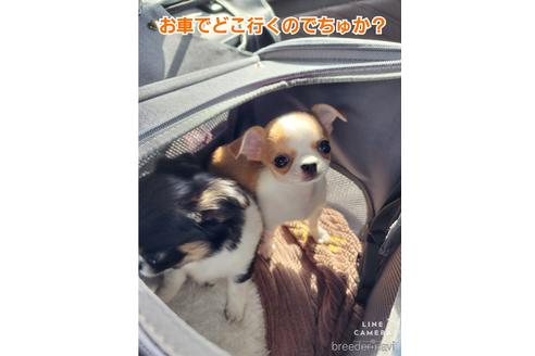 成約済の東京都のチワワ(スムースコート)-228207の6枚目