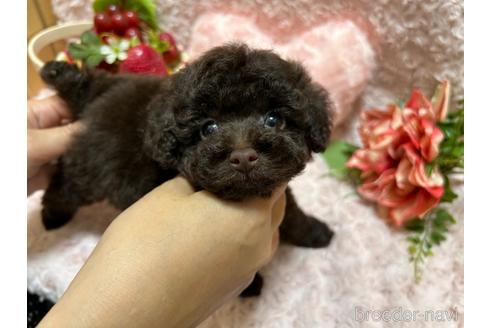 販売中の埼玉県のティーカッププードル-241066