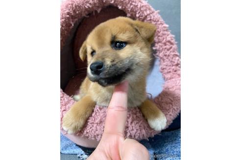 成約済の大阪府の柴犬-241075の2枚目