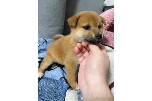 成約済の大阪府の柴犬-241075の3枚目